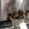 incubating-7-eggs