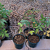 potted tomatos etc