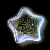 star diatom