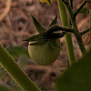 tomato