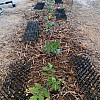 tomato garden