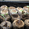 tomato seedlings