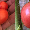 tomatoes