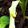 yellow-spider