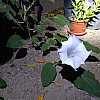 datura-bloom-plant-A